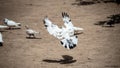 Black and white Alpha pigeon Landing from flight Royalty Free Stock Photo