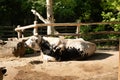 Black and white alpine cow in the zoo. Royalty Free Stock Photo