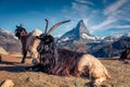 Black and white Alpine Goats on the mountain top. Royalty Free Stock Photo