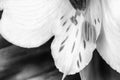 Black and white photo of Alstroemeria commonly called the Peruvian lily Royalty Free Stock Photo