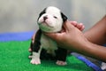 Black and white American Bully puppy 1 month standing on grass Royalty Free Stock Photo