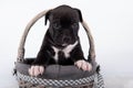 Black and white American Staffordshire Terrier dog or AmStaff puppy on white background Royalty Free Stock Photo