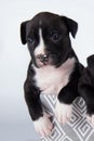 Black and white American Staffordshire Terrier dog or AmStaff puppy on white background Royalty Free Stock Photo