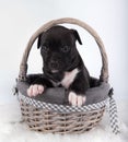 Black and white American Staffordshire Terrier dog or AmStaff puppy on white background Royalty Free Stock Photo