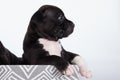 Black and white American Staffordshire Terrier dog or AmStaff puppy on white background Royalty Free Stock Photo