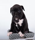 Black and white American Staffordshire Terrier dog or AmStaff puppy on white background Royalty Free Stock Photo