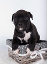 Black and white American Staffordshire Terrier dog or AmStaff puppy on white background Royalty Free Stock Photo