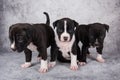 Black and white American Staffordshire Terrier dogs or AmStaff puppies on gray background Royalty Free Stock Photo