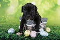 Black and white American Staffordshire Terrier puppy on basket with Easter eggs Royalty Free Stock Photo