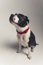 black and white American Staffordshire Terrier with red leash sitting in studio full shot grey background Royalty Free Stock Photo