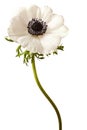 Black and White Anemone Isolated Royalty Free Stock Photo