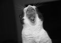 Black and White angry yawning cat