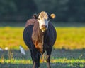 Black and white Angus cow - Bos taurus - looking at camera Royalty Free Stock Photo