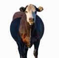 Angus cow - Bos taurus - looking at camera, isolated on white background Royalty Free Stock Photo