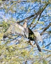 Anhinga, bird tree, corkscrew, bird sanctuary, Naples, Florida Royalty Free Stock Photo