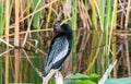 Black and white anhinga in a swamp.