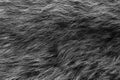 Black and white animal wool texture background, grey natural wool, close-up texture of plush dark fur Royalty Free Stock Photo