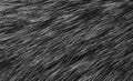 Black and white animal wool texture background, grey natural wool, close-up texture of plush dark fur Royalty Free Stock Photo