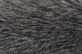 Black and white animal wool texture background, grey natural wool, close-up texture of plush dark fur Royalty Free Stock Photo