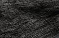 Black and white animal wool texture background, grey natural  wool, close-up texture of  plush dark fur Royalty Free Stock Photo