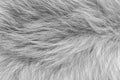 Black and white animal wool texture background, grey natural  wool, close-up texture of  plush dark fur Royalty Free Stock Photo