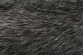 Black and white animal wool texture background, grey natural  wool, close-up texture of  plush dark fur Royalty Free Stock Photo