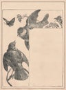 Black and white antique illustration of the birds. Vintage marvellous illustration of the sparrows. Old fabulous picture