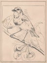 Black and white antique illustration shows a blackbird on a cherry twig. Vintage drawing shows the blackbird on a small
