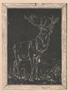Black and white antique illustration shows a drawing of the deer. Vintage marvellous illustration shows a drawing of the