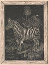 Black and white antique illustration shows a drawing of the zebra. Vintage marvellous illustration shows a drawing of