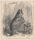 Black and white antique illustration shows a fox looks through the wooden paling. Vintage drawing shows the male fox