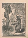 Black And White Antique Illustration Shows A Mother Bear And Her Cubs. Vintage Illustration Shows The Mother Bear A Her Cute Cubs