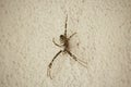 Araneidae Spider on Wall on Sunset Royalty Free Stock Photo