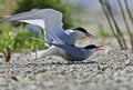 Black and white arctic tern birds in a park on a gravel road