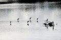 Black and white art of herons