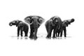 Black and white art photo of African elephant, heard near the water, big tusker from front view drinking water with lift up trunk Royalty Free Stock Photo