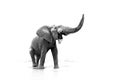 Black and white art photo of African elephant, Loxodonta africana, big tusker from front view drinking water with lift up trunk. Royalty Free Stock Photo