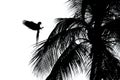 Black and white art photo. Big red parrot Red-and-green Macaw, Ara chloroptera, flying on the branch, palm tree. Trinidad and Toba Royalty Free Stock Photo