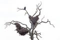 Black and white art view on nature. African fish eagle, Haliaeetus vocifer, sitting on the old dry tree with big teo nest, Kruger Royalty Free Stock Photo