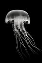 Black and white artistic conceptual illustration of a beautiful jellyfish closeup. Generative AI Royalty Free Stock Photo