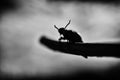 A black and white artistic macro photograph of a beetle resembling a dark demon from nightmares. Long horns terrifying Royalty Free Stock Photo