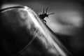 A black and white artistic macro photograph of a beetle resembling a dark demon from nightmares. Long horns terrifying Royalty Free Stock Photo