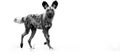 Black and white, artistic photo of  African Wild Dog, Lycaon pictus, walking in water, staring directly at camera. African Royalty Free Stock Photo