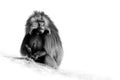 Black and white, artistic photo of hairy monkey Gelada Baboon - Theropithecus gelada Royalty Free Stock Photo
