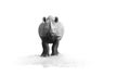 Black and white, artistic photo of black rhinoceros, Diceros bicornis, front view, staring at camera,standing on the rim of Royalty Free Stock Photo