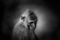 Black and White artistic rendition of classic balinese monkey in a sad state of mind