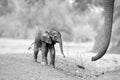 Black and white, artistic, touching picture of a fresh born African elephant calf, Loxodonta africana with mothers trunk. Tiny Royalty Free Stock Photo