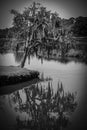 Spanish Moss Decorated Tree Reflecting in B&W