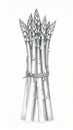 Black and White Asparagus Bundle Tied with String on Plain Background Illustration Royalty Free Stock Photo