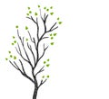 Black and white aspen or birch tree in spring with green leaves, vector